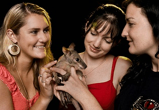 Cairns Night Zoo - Kingaroy Accommodation 1