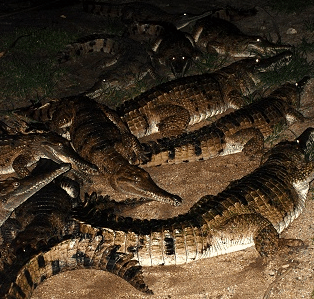 Cairns Night Zoo - Kingaroy Accommodation 3