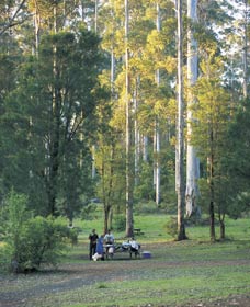 Big Brook Arboretum - Kingaroy Accommodation 0