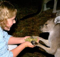 Discovery Bay's Walk on the Wild Side - Kingaroy Accommodation