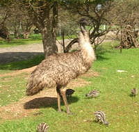 Minlaton Fauna Park - Kingaroy Accommodation