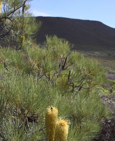Lesueur Walk Trail, Mount Lesueur - Kingaroy Accommodation 0