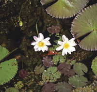 Parry Lagoons Nature Reserve - Kingaroy Accommodation