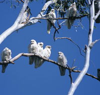 Carawine Gorge - Kingaroy Accommodation