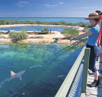 Shark Bay Marine Park - Kingaroy Accommodation
