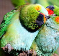 Rainbow Jungle - The Australian Parrot Breeding Centre - Kingaroy Accommodation