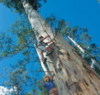 Dave Evans Bicentennial Tree