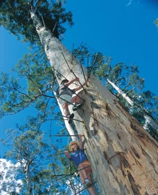 Dave Evans Bicentennial Tree - Kingaroy Accommodation 0