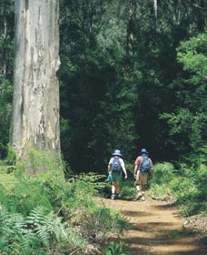 Gloucester Tree - Kingaroy Accommodation 0