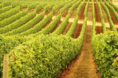 Darlington Estate Winery And Restaurant - Kingaroy Accommodation 0