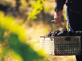 Burge Family Winemakers - Kingaroy Accommodation 0