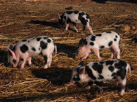 Will's Rare Breeds Farm - Kingaroy Accommodation 0