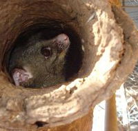 Mulga Sanctuary and Wildlife Park - Kingaroy Accommodation