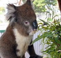 Glen-Forest Tourist Park - Kingaroy Accommodation