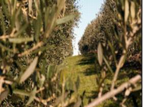 Evilo Estate - Kingaroy Accommodation 0