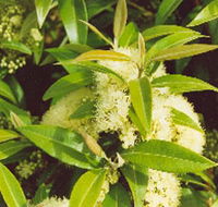 Tumbeela Native Bushfoods - Kingaroy Accommodation
