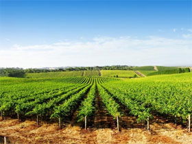 Aldinga Bay Winery - Kingaroy Accommodation 0