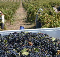 Rolf Binder Wines - Kingaroy Accommodation