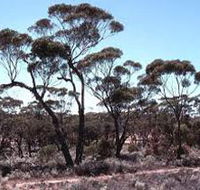 Clements Gap Conservation Park - Kingaroy Accommodation