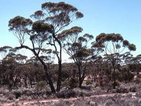 Clements Gap Conservation Park - Kingaroy Accommodation 0