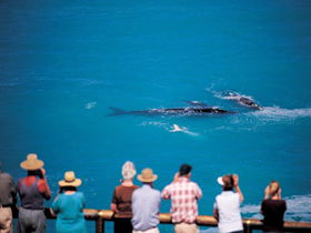 Whale Watching At Head Of Bight - Kingaroy Accommodation 0