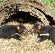 Wing's Wildlife Park - Kingaroy Accommodation
