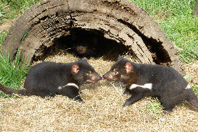 Wing's Wildlife Park - Kingaroy Accommodation 0