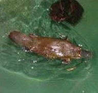 Platypus House - Kingaroy Accommodation