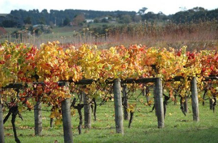 Apsley Gorge Vineyard - Kingaroy Accommodation 0