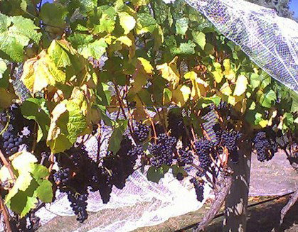 Palmara Vineyard - Kingaroy Accommodation 0