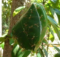 Greenant Creek Walk - Kingaroy Accommodation