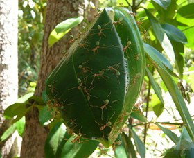 Greenant Creek Walk - Kingaroy Accommodation 0