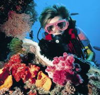 Cook Island Dive Site - Kingaroy Accommodation