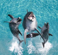 Sea World - Kingaroy Accommodation