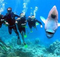 Jew Shoal Dive Site - Kingaroy Accommodation