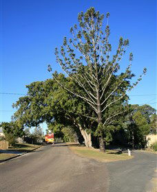 Anzac Avenue Memorial Trees, Beerburrum - Kingaroy Accommodation 0