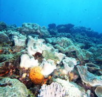 Mudjimba Old Woman Island Dive Site - Kingaroy Accommodation