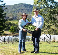 Hinterland Feijoas - Kingaroy Accommodation