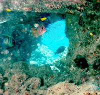 Michaelmas Cay Dive Site - Kingaroy Accommodation