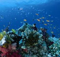 Southern Small Detached Reef Dive Site - Kingaroy Accommodation