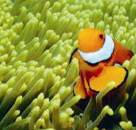Thetford Reef Dive Site - Kingaroy Accommodation