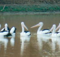 Pelican Point - Kingaroy Accommodation