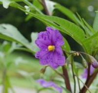 Alpha Native Flower Garden - Kingaroy Accommodation