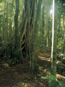 Mount Bithongabel - Kingaroy Accommodation 0
