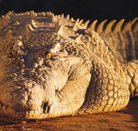 Koorana Crocodile Farm - Kingaroy Accommodation