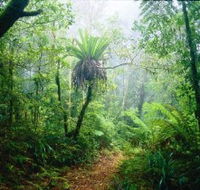 Lamington National Park Green Mountains Section - Kingaroy Accommodation