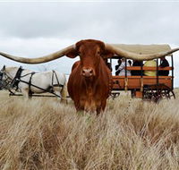 Texas Longhorn Wagon Tours and Safaris - Kingaroy Accommodation