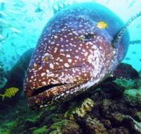 Lady Musgrave Island Dive Sites - Kingaroy Accommodation