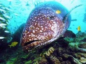Lady Musgrave Island Dive Sites - Kingaroy Accommodation 0