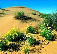 Simpson Desert National Park - Kingaroy Accommodation